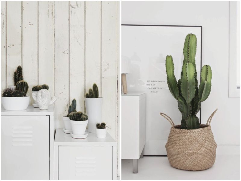 Store grnne planter til stuen. elegant svigermors skarpe tunge aloe ... Stue kaktus