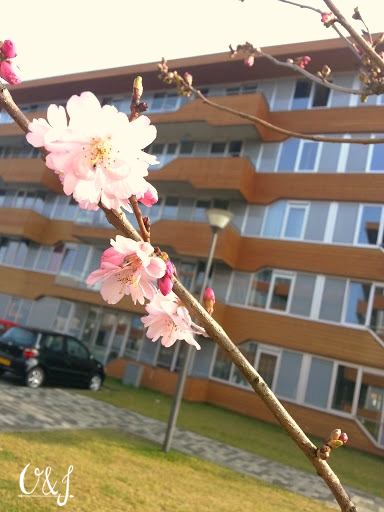 olaf&june, voorjaar, bloesem, bloemen, roze, roze bloesem, kennis campus ede, bloemen op kenniscampus