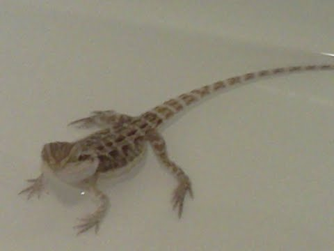dragon.png