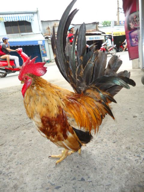 [REVIEW] Lớp Phổ Cập Bơi Của A Hải ( Kathy Optic )