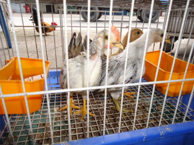 [REVIEW] Lớp Phổ Cập Bơi Của A Hải ( Kathy Optic ) - 3