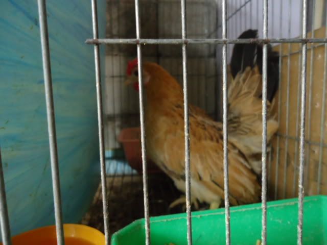 [REVIEW] Lớp Phổ Cập Bơi Của A Hải ( Kathy Optic ) - 1