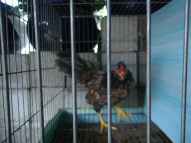 [REVIEW] Lớp Phổ Cập Bơi Của A Hải ( Kathy Optic ) - 5