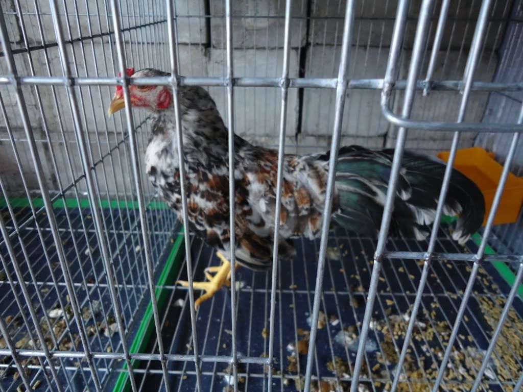 [REVIEW] Lớp Phổ Cập Bơi Của A Hải ( Kathy Optic ) - 4