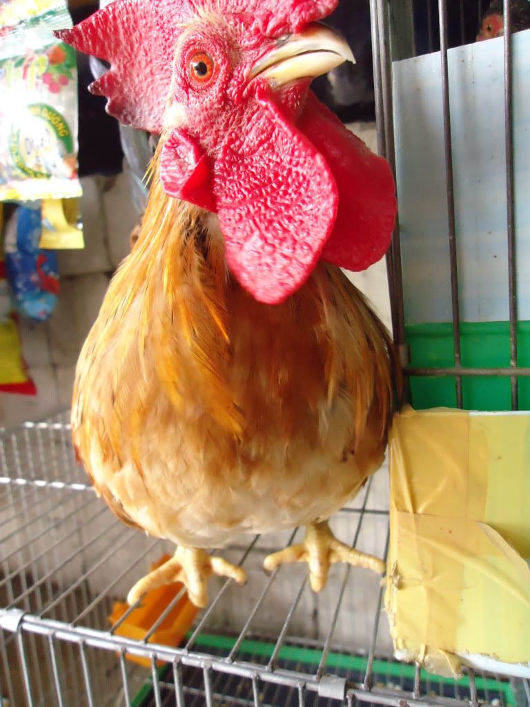 [REVIEW] Lớp Phổ Cập Bơi Của A Hải ( Kathy Optic ) - 1