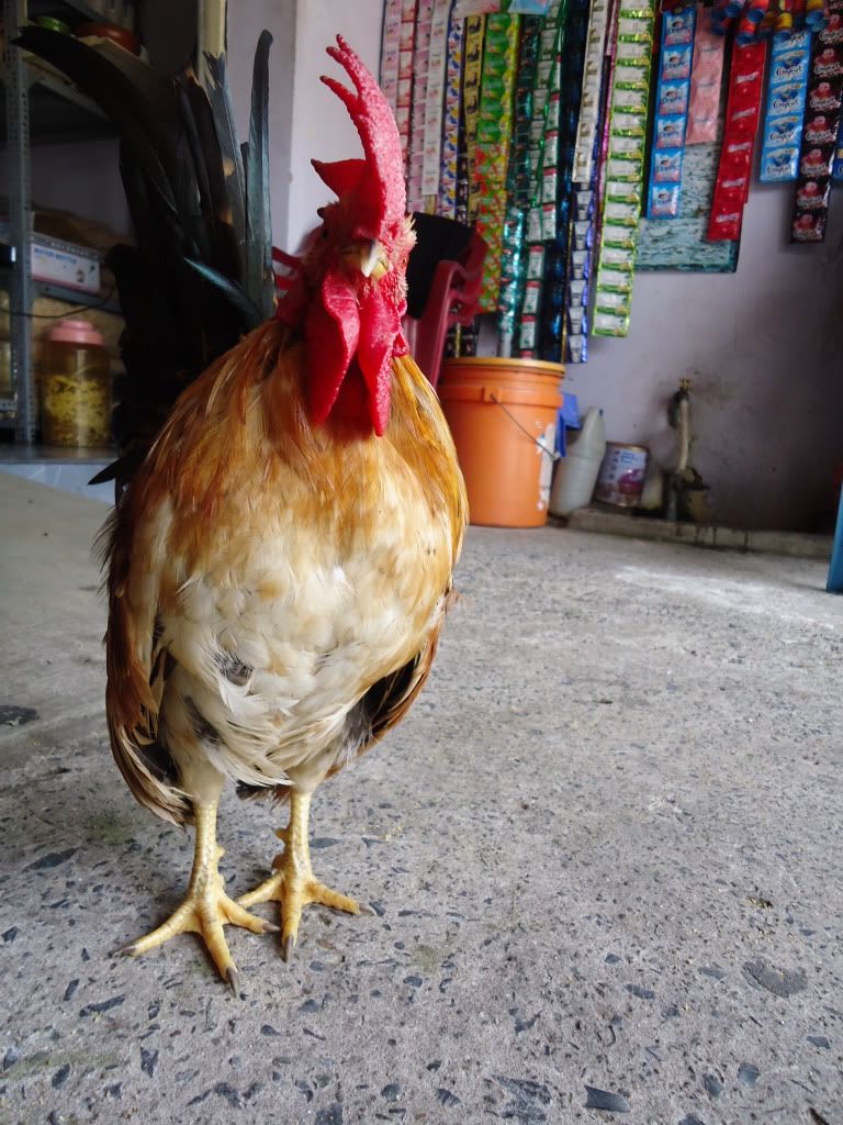 [REVIEW] Lớp Phổ Cập Bơi Của A Hải ( Kathy Optic )