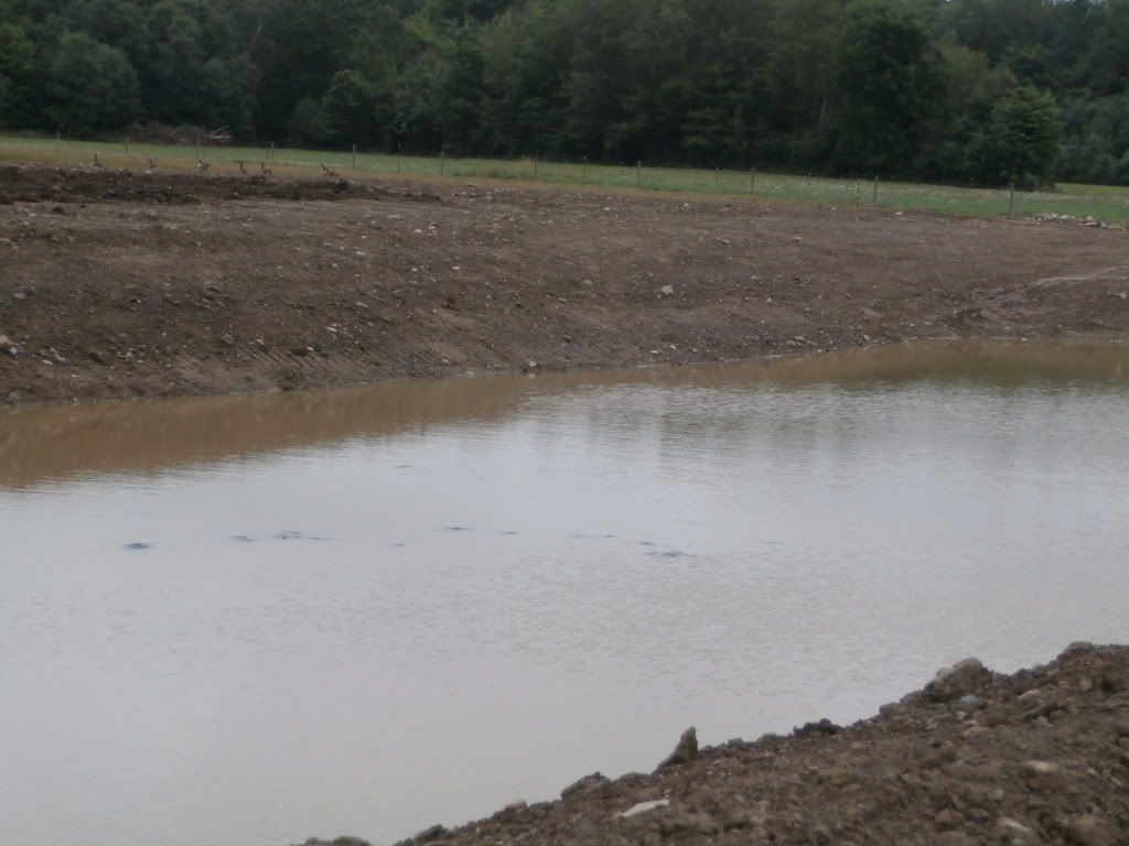 Farm pond renovation - Homesteading Questions