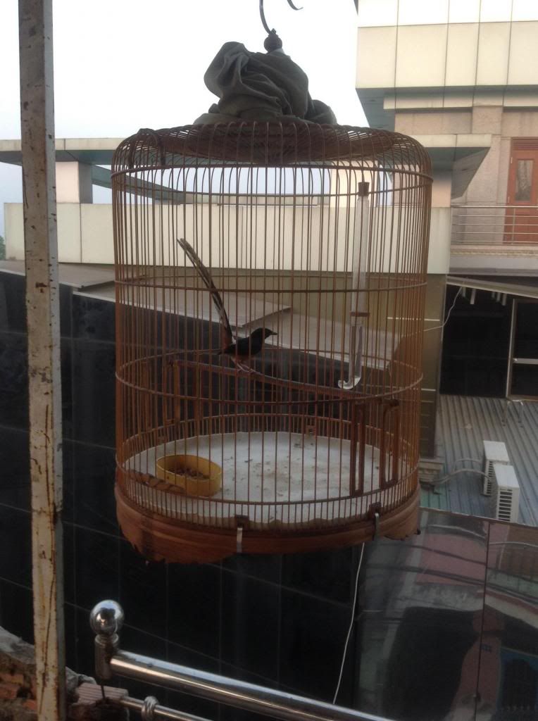 BÁN CHIM chích choè lủa mép đuôi 22,5 - 1