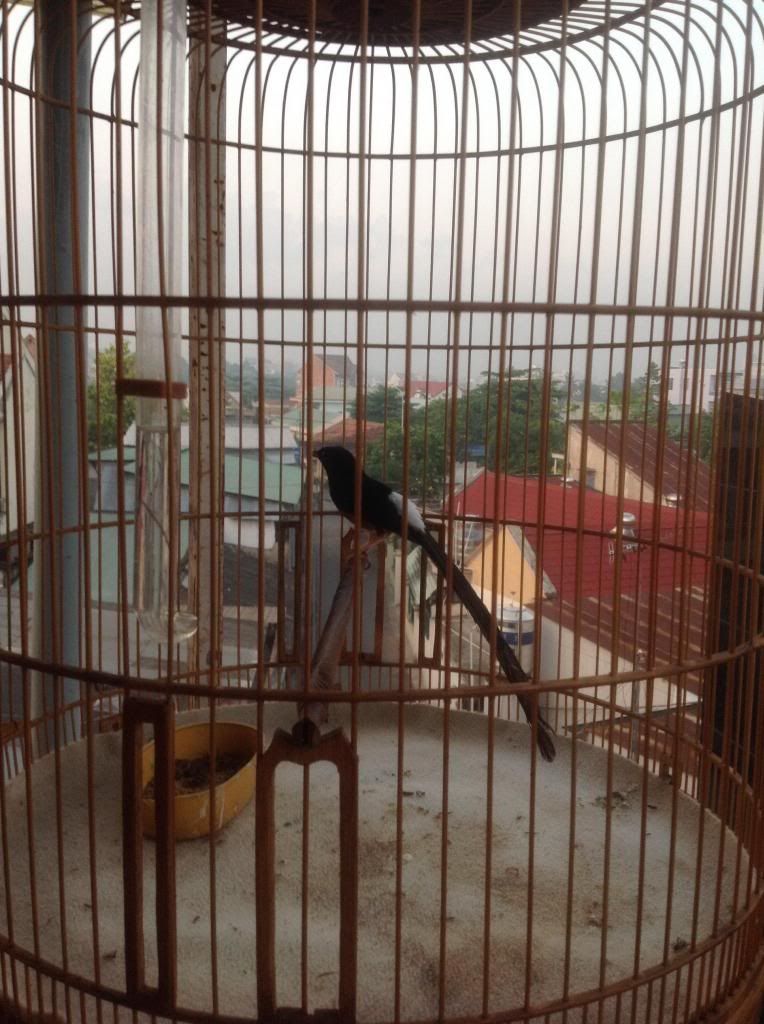 BÁN CHIM chích choè lủa mép đuôi 22,5