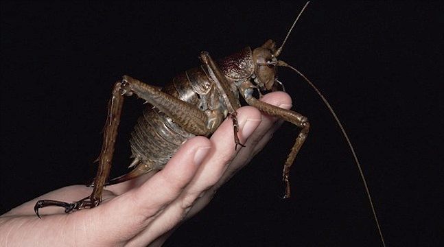 Weta Life Cycle