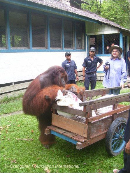 http://i1068.photobucket.com/albums/u454/linnaeus1758/tom-the-orangutan-446x594.jpg