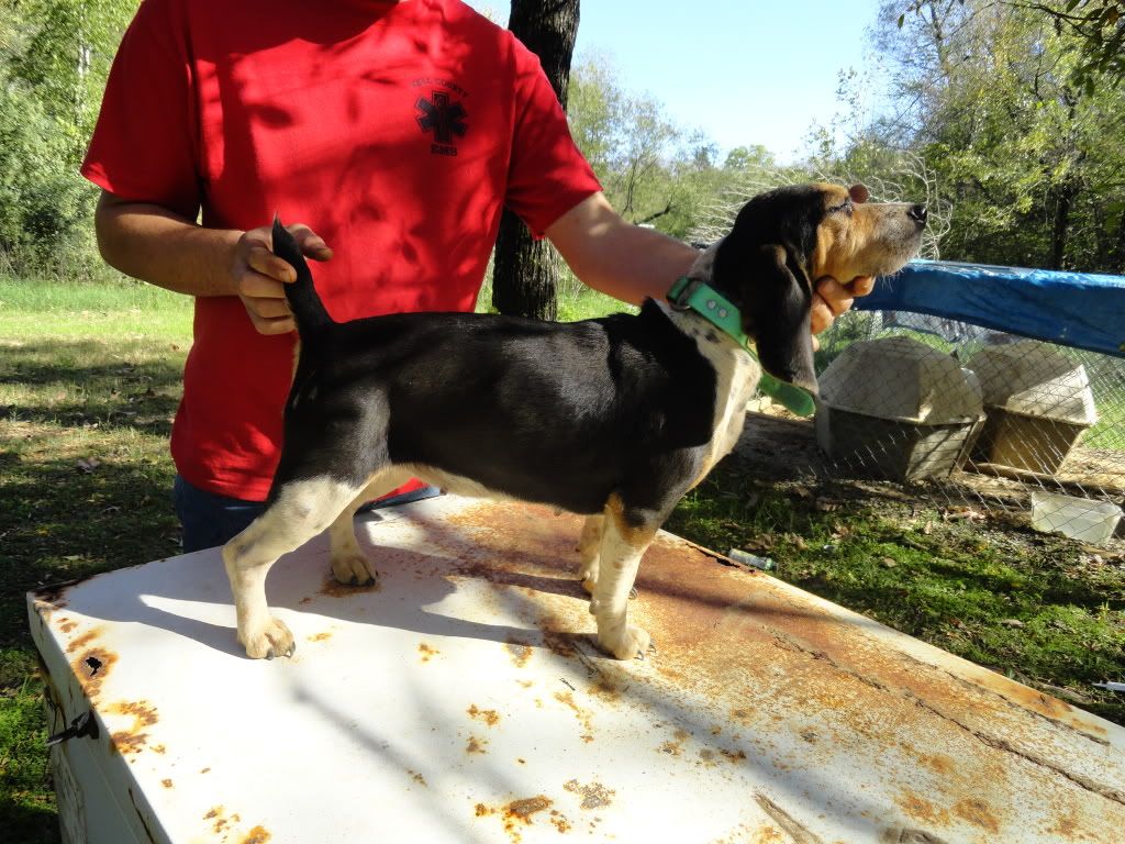 Mason Creek Kennels Rabbit Dogs