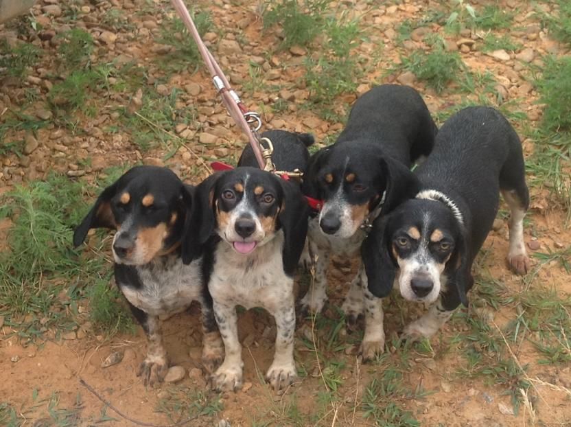 Poorboy's Blackcreek Beagles Rabbit Dogs The Rabbit Hunting Beagle Owner Community