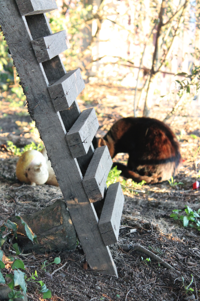  photo kittyandtree2_zps97cbd23b.png
