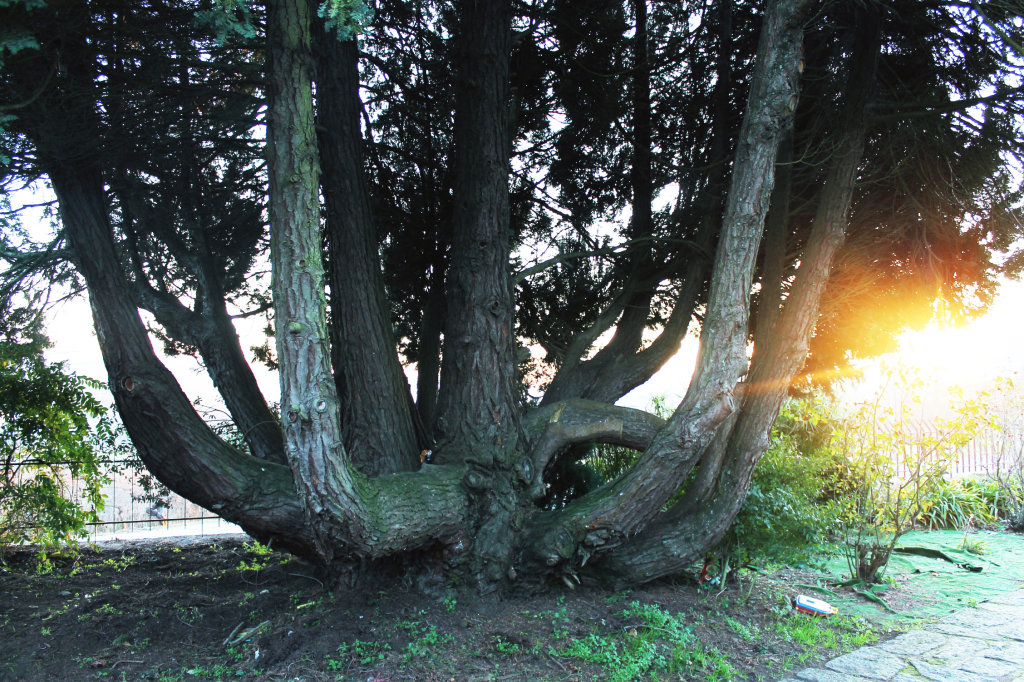  photo treehouse2_zps896da159.png