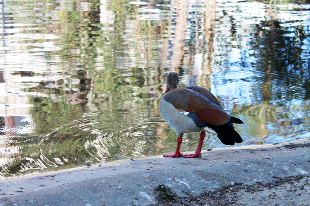  photo duck_zps2b3dcc96.png