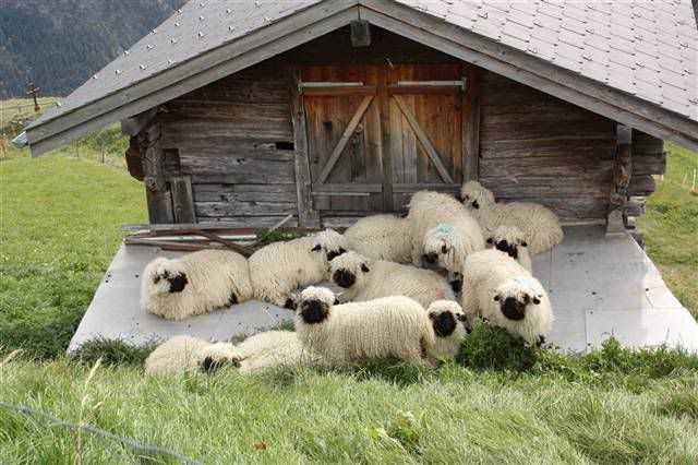 Suiza desde Valencia 16 dias.Trekking y ciudades.  - Blogs de Suiza - Saas Fee (10)